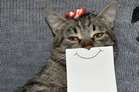 Creative Drawing Ideas: Funny Cat Facial Expressions by LukeHero | 99inspiration