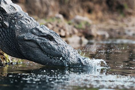 Marsh Crocodile Photograph by Dr P. Marazzi/science Photo Library - Fine Art America