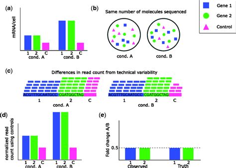 How assumptions provide the link between raw RNA-Seq read counts and meaningful measures of gene ...