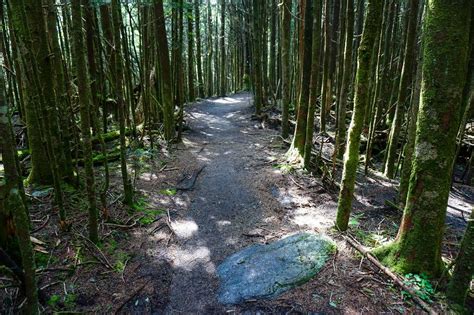 Mount Mitchell Trail on HikeWNC