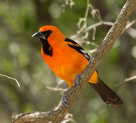 Perching Birds (Norumbega Trail Guide) · iNaturalist