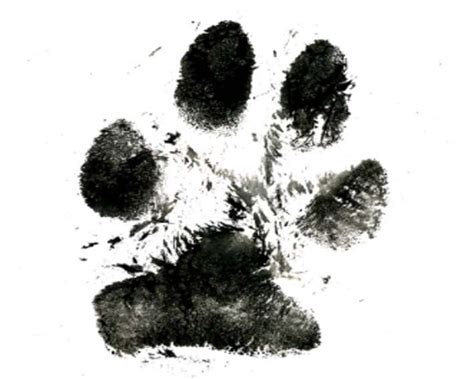 Cat Paw Print Tattoo, Cat Paw Tattoos, Animal Tattoos, Print Tattoos, Dog Pawprint Tattoo ...