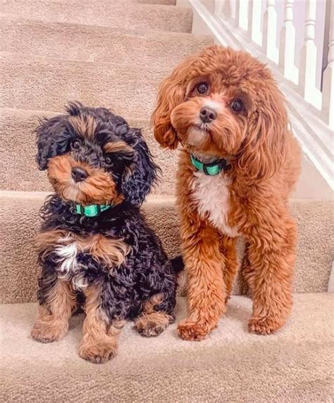 Mini Cavapoo Guide: Size, Temperament, Pictures & More | PupTraveller | Cavapoo puppies, Cavapoo ...