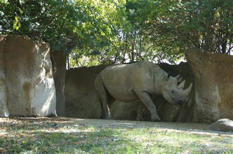 St. Louis Zoo | Zoo, Clover photography, Animals