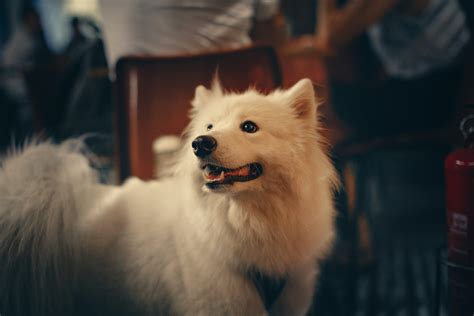 Samoyed Photos, Download The BEST Free Samoyed Stock Photos & HD Images