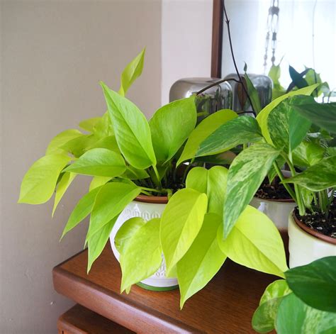 Pothos varieties: identification guide + care tips – HOUSEPLANTHOUSE