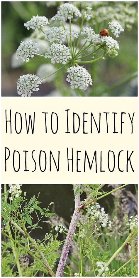 Poison Hemlock: How to Identify and Potential Look-alikes | Edible wild plants, Planting herbs ...