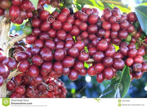 Coffee bean on coffee tree stock photo. Image of countryside - 105374808