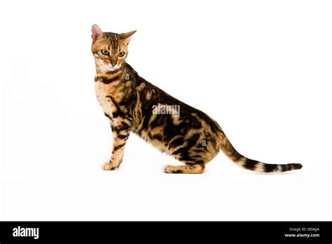 BROWN MARBLED TABBY BENGAL DOMESTIC CAT Stock Photo - Alamy