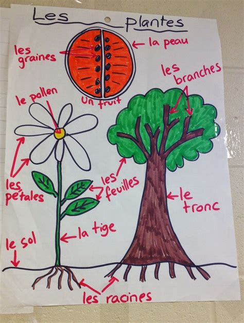 French Anchor Chart - vocabulary for parts of a plant - les plantes - vocabulaire français 1st ...