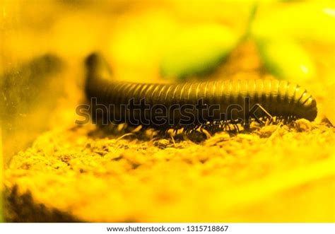 Giant African Millipede Stock Photo 1315718867 | Shutterstock