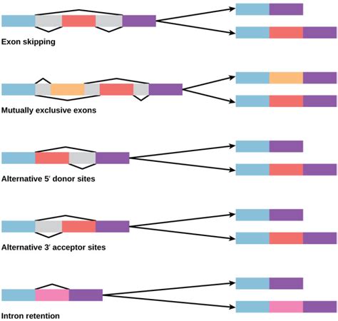 Post-Transcriptional Control of Gene Expression | Biology for Non-Majors I