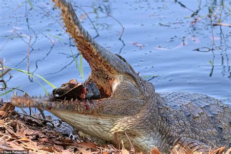 Incredible pictures shows a freshwater crocodile snapping down on a turtle | Daily Mail Online