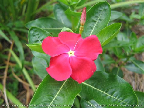 Catharanthus roseus