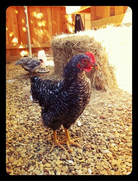 BARRED ROCK :: ROOSTER OR HEN? HELP! | BackYard Chickens - Learn How to Raise Chickens