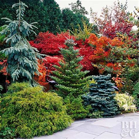 Use Evergreens to Make an Impact | Evergreen landscape, Evergreen garden, Conifers garden