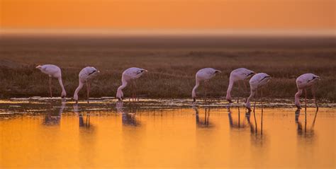 Flamingo Sunset photo & image | beach, nature, photography images at photo community