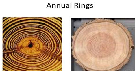 Formation of Annual Ring - QS Study