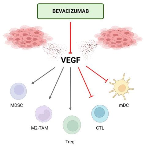 Cancers | Free Full-Text | Unraveling the Synergy between Atezolizumab and Bevacizumab for the ...