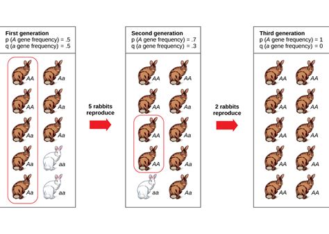 Genetic Drift Worksheets