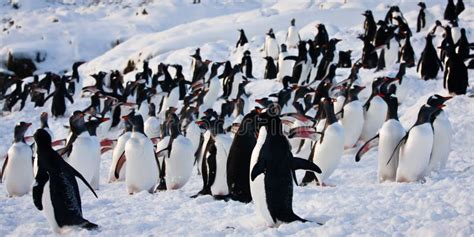 A large group of penguins stock photo. Image of communications - 17092674