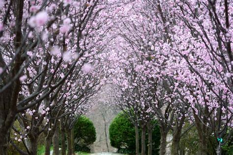 Cherry Blossom Photography Tips: Avoiding the Crowds