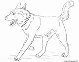 Husky Dog Realistic Coloring Page Printable sketch template