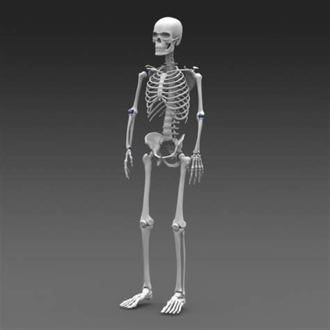 3d model poseable human skeleton cad