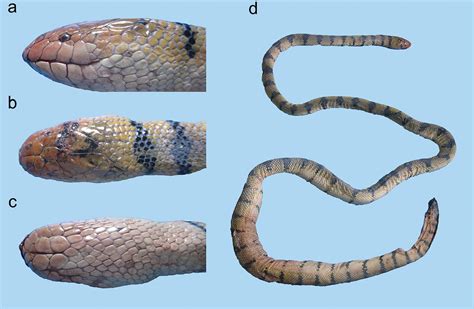 Sea snakes (Elapidae, Hydrophiinae) in their westernmost extent: an updated and illustrated ...