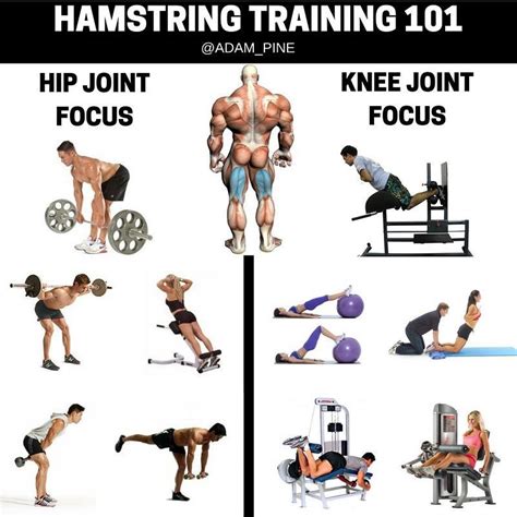 ab workouts - Hamstrings Workout Improve Hamstring Strength And Definition GymGuider com ...