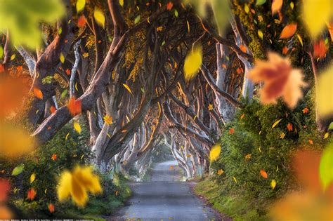 The Dark Hedges Falling Leaves Ballymoney Northern Ireland - The Dark ...