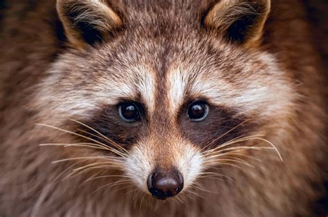 Raccoon Wallpapers Images Photos Pictures Backgrounds