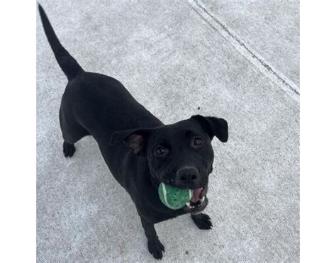 Sedalia, MO - American Pit Bull Terrier/Labrador Retriever. Meet Hammy ...