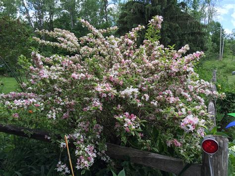 Weigela in full bloom.