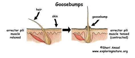 Why do we get goosebumps? | SiOWfa14 Science in Our World: Certainty ...