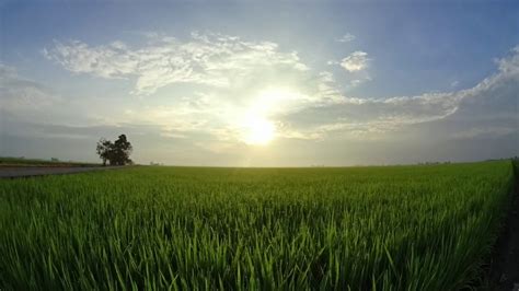 Sekinchan Paddy Field Sunrise - YouTube