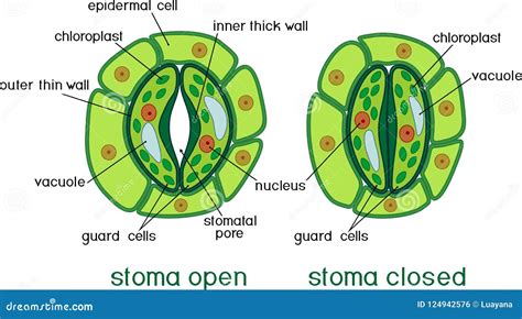 Structure of Stomatal Complex with Open and Closed Stoma with Titles Stock Vector - Illustration ...