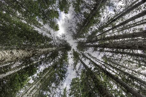 up | 7 image HDR Carson National Forest | greg westfall | Flickr