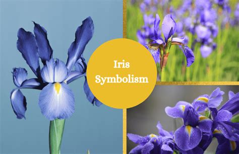 Iris – Symbolism and Meaning - Symbol Sage