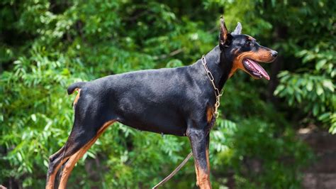 Doberman Pinscher Health: Common Issues & Prevention - YouTube