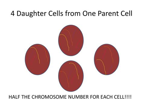 PPT - Heredity Inherited Traits PowerPoint Presentation - ID:340999