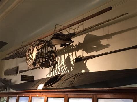 The Narwhal - Whitby Museum