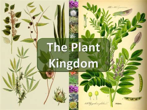 PPT - The Plant Kingdom PowerPoint Presentation, free download - ID:2431607