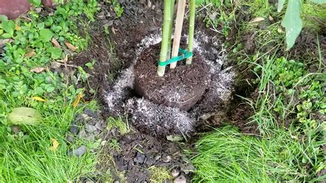 Planting a papaya tree. : r/gardening