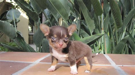 Chihuahua Puppies For Sale Washington State | PETSIDI