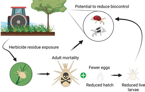 Insects | Free Full-Text | Herbicides Harm Key Orchard Predatory Mites