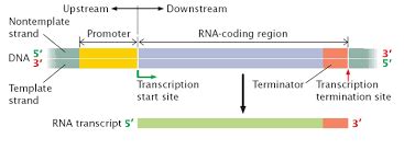 In a transcription, unit promoter is said to be located towards3' end ...