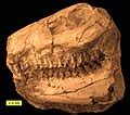 Oligocene - Wikipedia