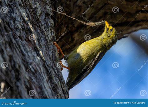 Bell Miner bird stock image. Image of bird, australia - 253118169