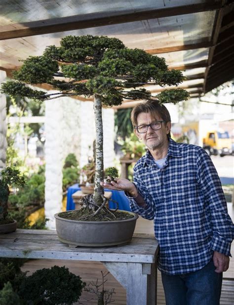 Bonsai de Araucária cultivado em Curitiba é único no mundo | Tribuna do Paraná